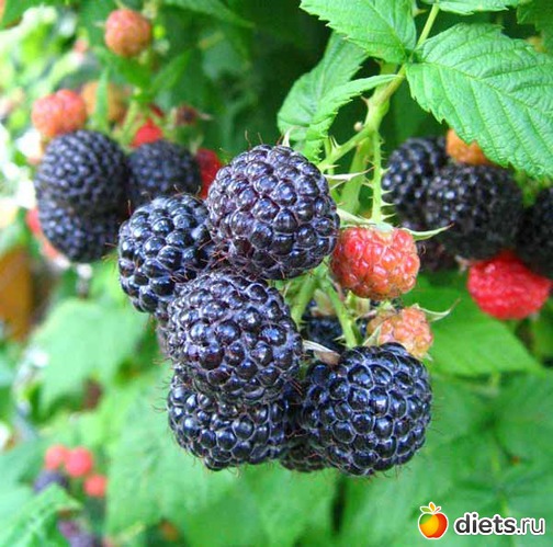 Малина черная Кумберленд Малина черная Кумберленд