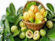 garcinia cambogia растение странични ефекти